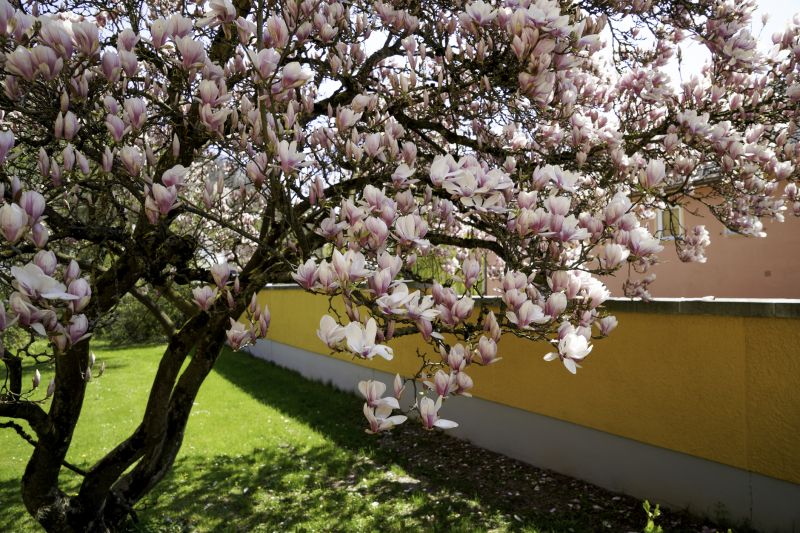 Contact About Magnolia Tree Planting